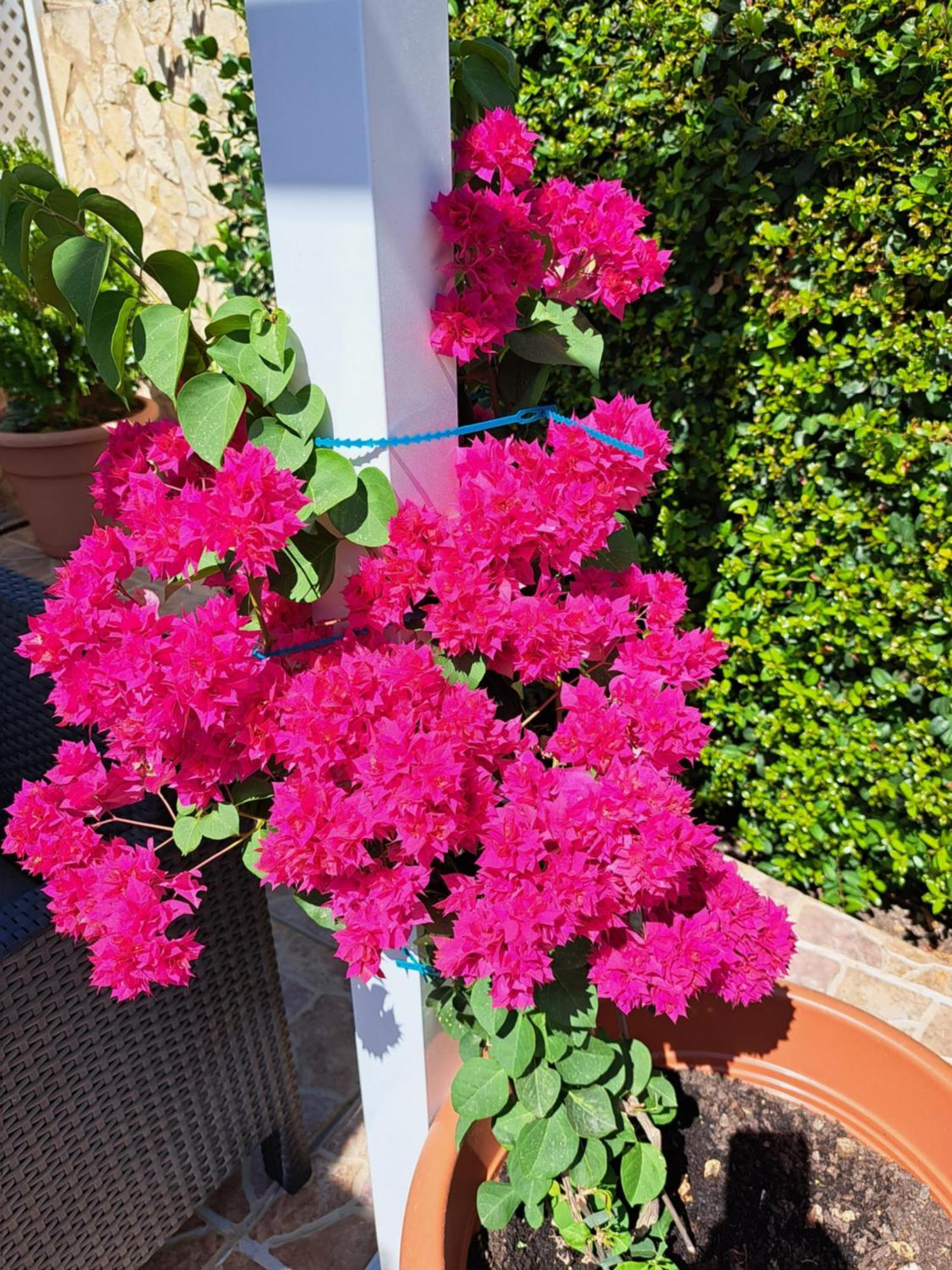 Villa Mariamar Albufeira Eksteriør billede